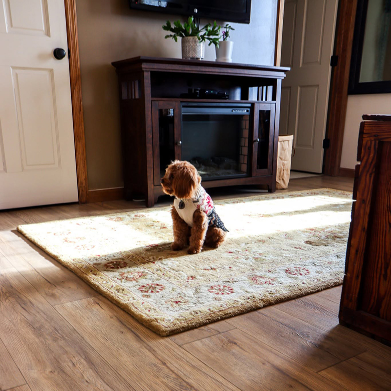Dog sitting on Area rug
